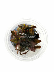 Echinodorus 'Reni' - In Vitro Cup (Echinodorus 'Reni' - in Vitro Cup)