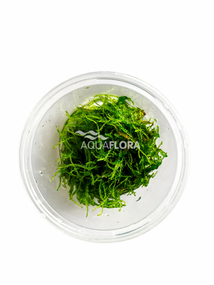 Taxiphyllum Barbieri - In Vitro Cup (Taxiphyllum barbieri - In Vitro Cup)