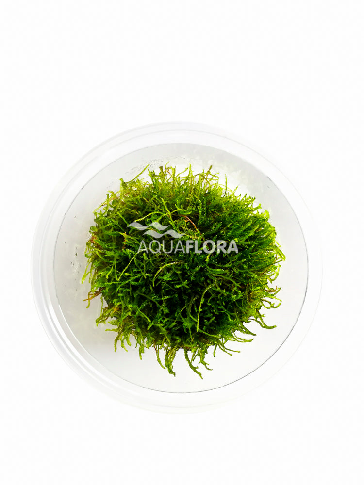 Taxiphyllum Sp. 'Giant' - In Vitro Cup (Taxiphyllum sp. 'Giant' - In Vitro Cup)