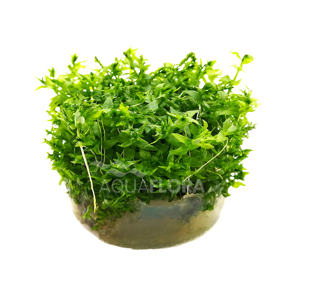 Gratiola Viscidula - In Vitro Cup (Gratiola viscidula - In Vitro Cup)