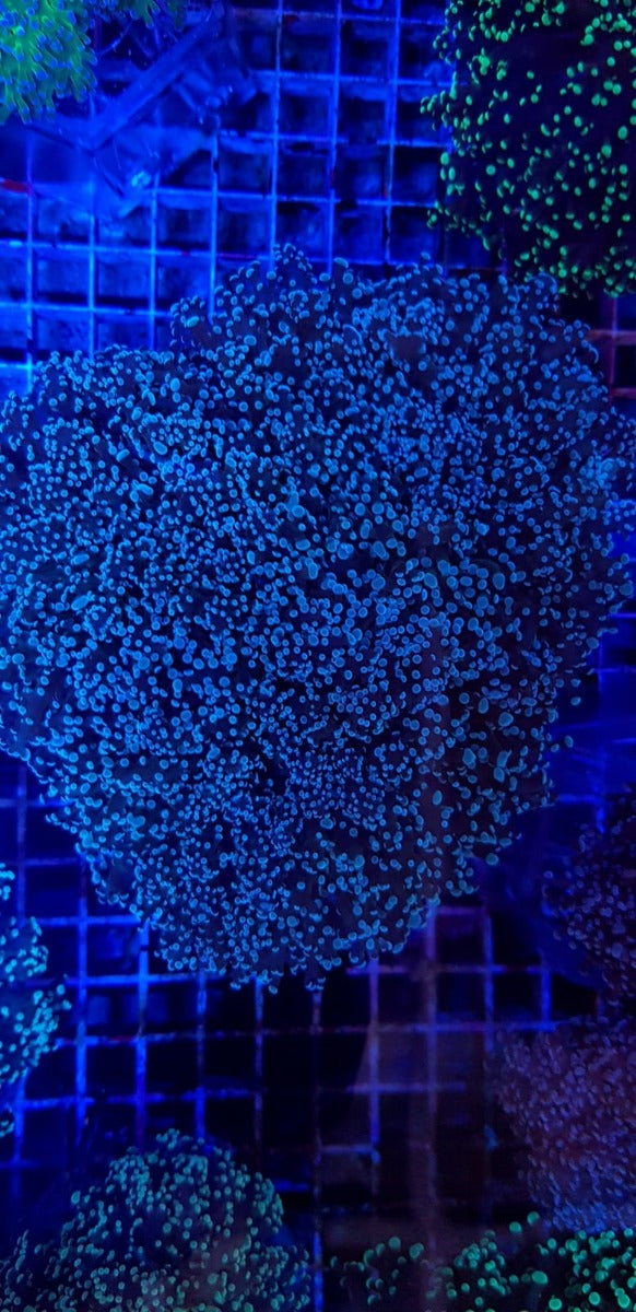 Euphyllia divisa (Common)