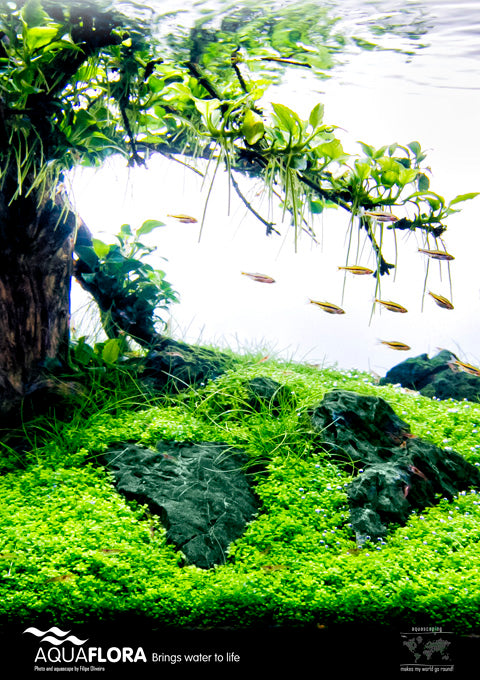 Aquaflora Poster 'Tree Scape' A1 Formaat - Pr (Aquaflora poster 'Tree Scape' A1 formaat - PR)