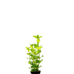 Bacopa Amplexicaulis (Caroliniana) Terracotta Ring (Bacopa amplexicaulis (caroliniana) terracotta ring)