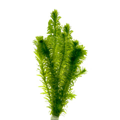 Elodea Densa (Waterpest) In Terracotta Ring (Elodea densa (waterpest) in terracotta ring)
