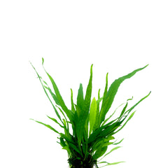 Microsorum Pteropus In Bos (Microsorum pteropus in bos)
