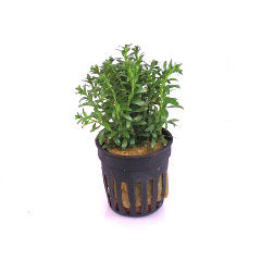 Rotala bossii in bos (Rotala bossii in bos)