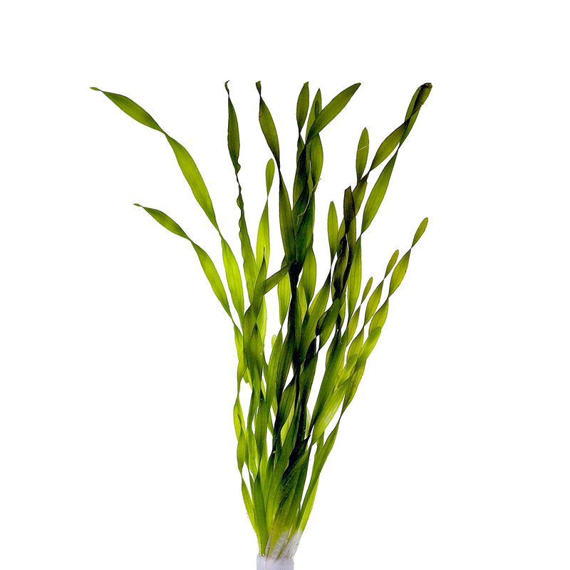 Vallisneria Asiatica Terracotta Ring (Vallisneria asiatica terracotta ring)