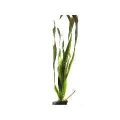 Vallisneria Giganthea Terracotta Ring (Vallisneria giganthea terracotta ring)