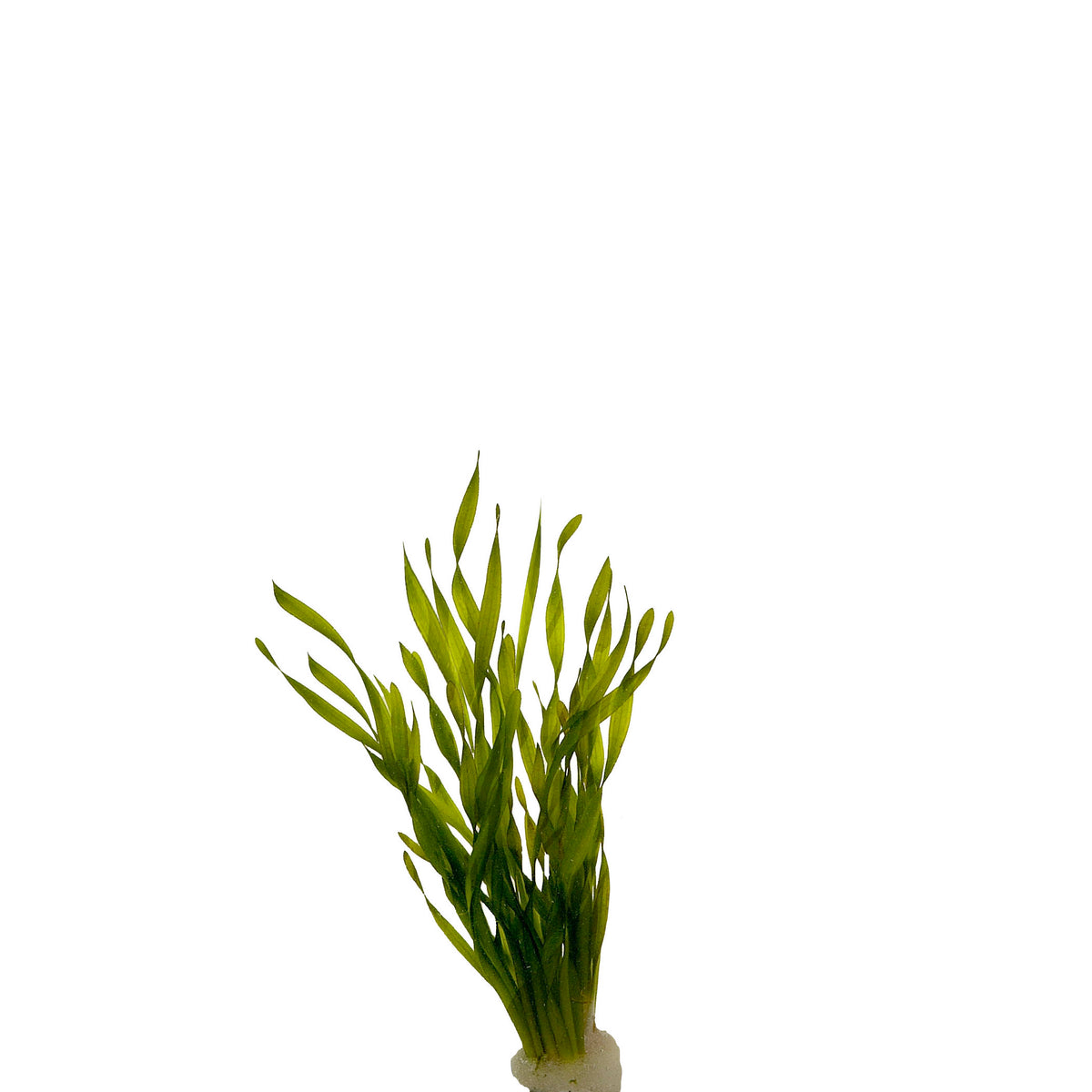 Vallisneria Torta Terracotta Ring (Vallisneria torta terracotta ring)