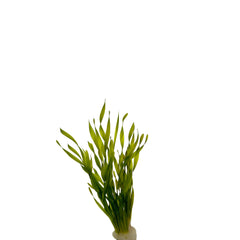 Vallisneria Torta Terracotta Ring (Vallisneria torta terracotta ring)