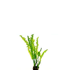 Aponogeton Capuroni Los (Aponogeton capuroni los)