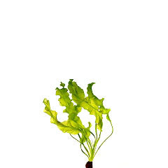 Aponogeton Ulvaceus Los (Aponogeton ulvaceus los)