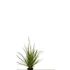 Acorus Gramineus Pussilus In Pot (P5) (Acorus gramineus pussilus in pot (p5))