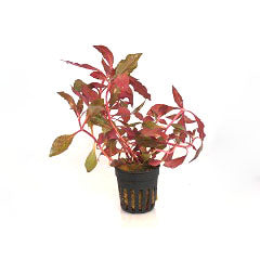 Alternanthera Cardinalis In Pot (P5) (Alternanthera cardinalis in pot (p5))