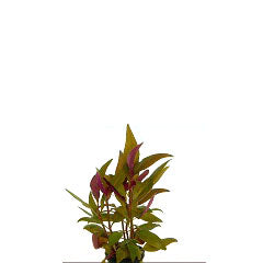 Alternanthera Lilacina In Pot (P5) (Alternanthera lilacina in pot (p5))