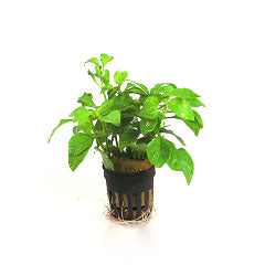 Alternanthera Bettzickiana In Pot (P5) (Alternanthera bettzickiana in pot (p5))