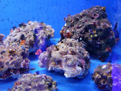 Spirobranchus spp. (+Rock) (Australia)