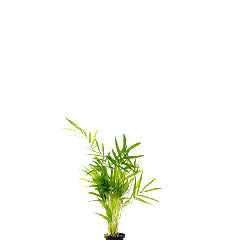 Chamaedorea (Palm) In Pot (P5) (Chamaedorea (palm) in pot (p5))