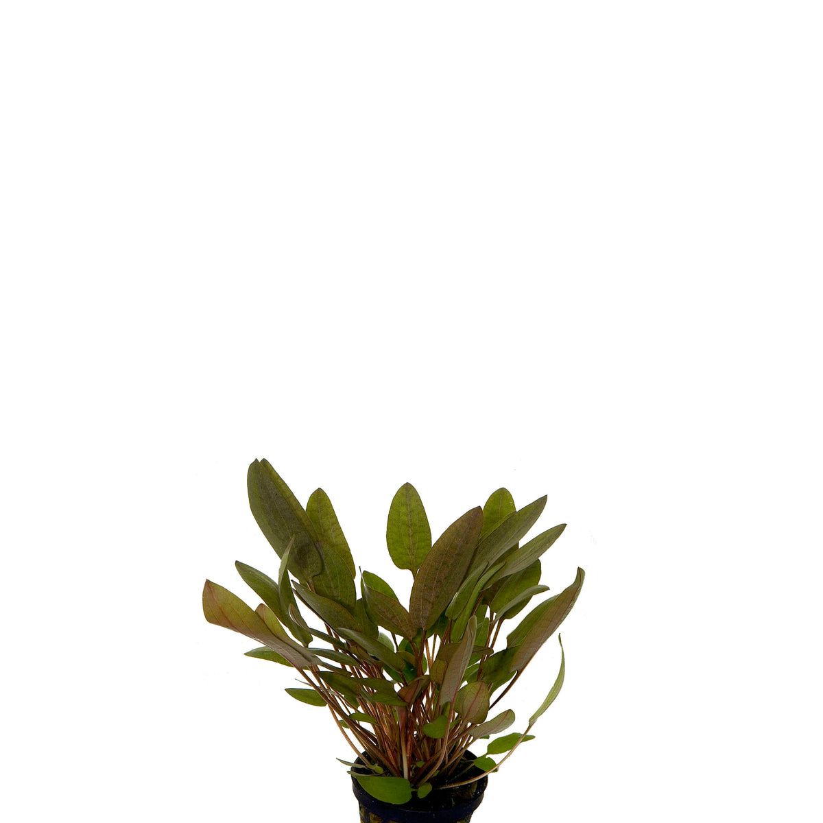 Cryptocoryne Wendtii Groen In Pot (P5) (Cryptocoryne wendtii groen in pot (p5))