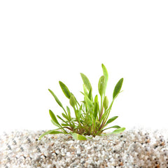 Cryptocoryne Parva In Pot (P5) (Cryptocoryne parva in pot (p5))