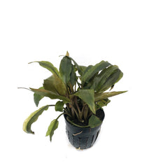 Cryptocoryne Petchii   In Pot (P5) (Cryptocoryne petchii   in pot (p5))