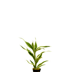 Dracaena Sandriana Wit In Pot (P5) (Dracaena sandriana wit in pot (p5))
