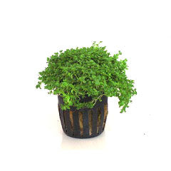 Hemianthus Callitrichoides In Pot (P5) (Hemianthus callitrichoides in pot (p5))