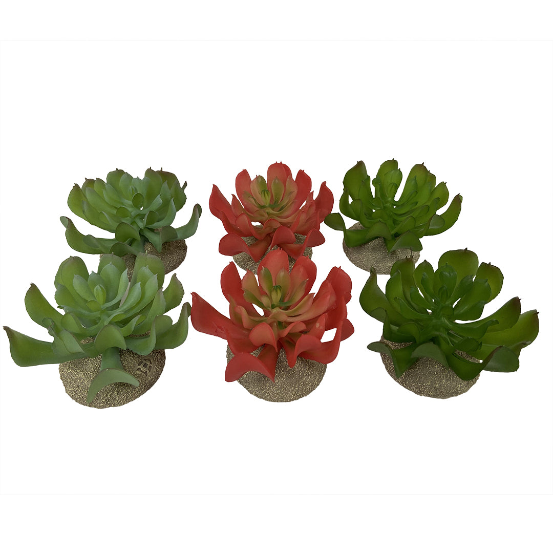 Terra Della Echeveria Gemengde Kleuren