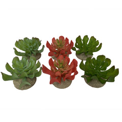 Terra Della Echeveria Gemengde Kleuren