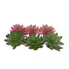 Terra Della Echeveria Gemengde Kleuren