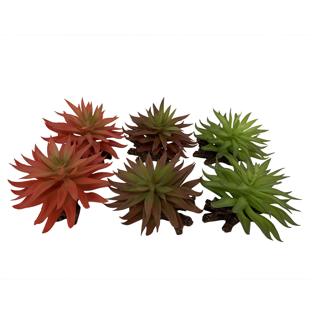Terra Della Sedum Gemengde Kleuren