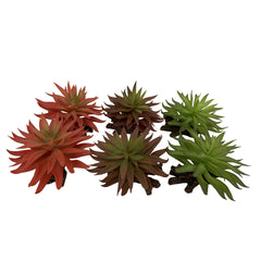 Terra Della Sedum Gemengde Kleuren