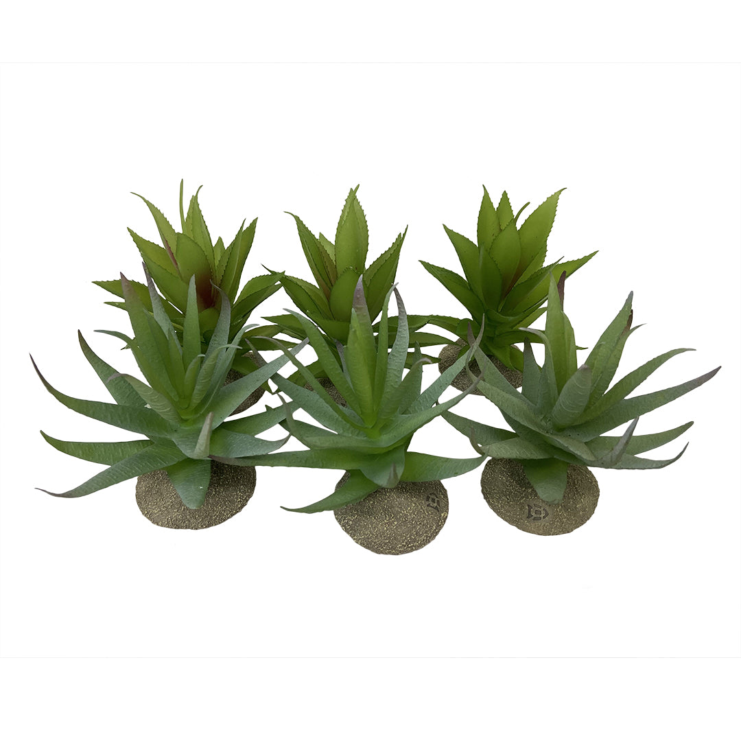 Terra Della Aloë Gemengde Kleuren