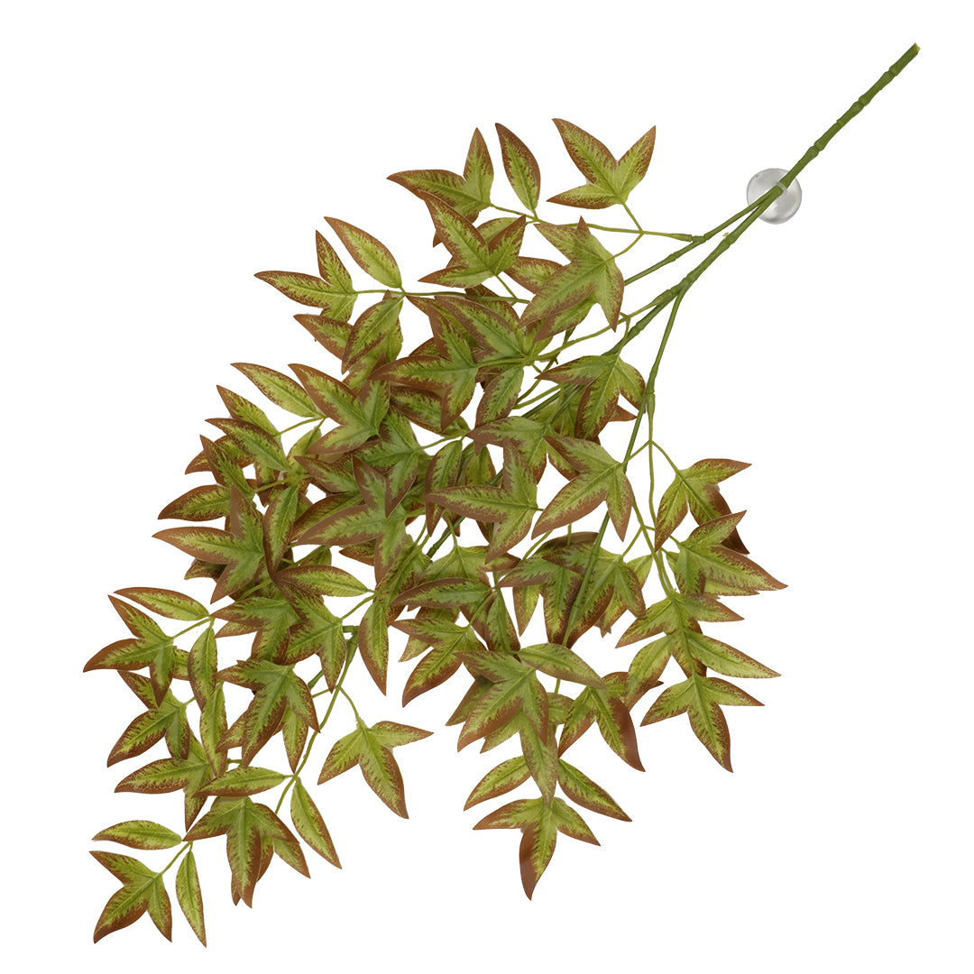 Terra Della Hangende plant Nandina
