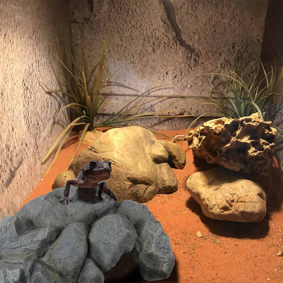 Terra Della Reptielengrot Antraciet