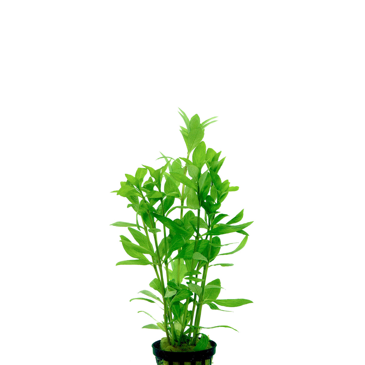 Hygrophila Polysperma In Pot (P5) (Hygrophila polysperma in pot (p5))