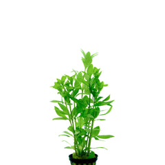 Hygrophila Polysperma In Pot (P5) (Hygrophila polysperma in pot (p5))