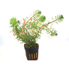 Myriophyllum Brasiliensis In Pot (P5) (Myriophyllum brasiliensis in pot (p5))