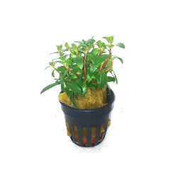Nesaea Crassicaulis In Pot (P5) (Nesaea crassicaulis in pot (p5))
