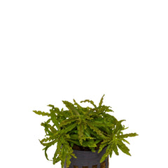 Pogostemon Helferi In Pot (P5) (Pogostemon helferi in pot (p5))