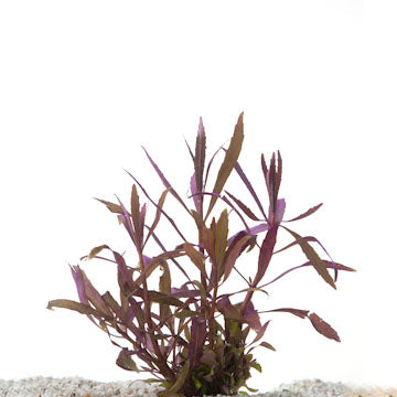 Pogostemon Stellata In Pot (P5) (Pogostemon stellata in pot (p5))