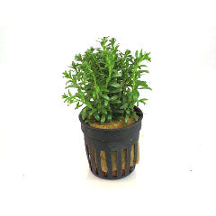 Rotala Bossii In Pot (P5) (Rotala bossii in pot (p5))