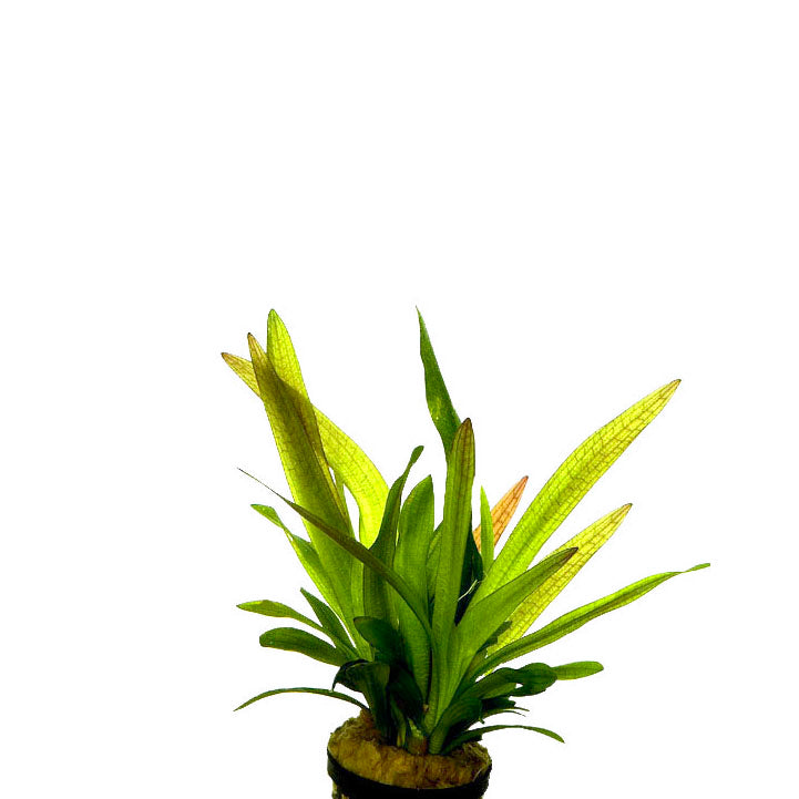 Sagittaria Platyphylla In Pot (P5) (Sagittaria platyphylla in pot (p5))