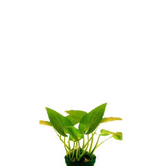 Saururus Cernuus In Pot (P5) (Saururus cernuus in pot (p5))