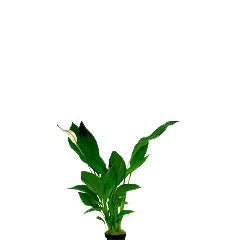 Spathiphyllum In Pot (P5) (Spathiphyllum in pot (p5))