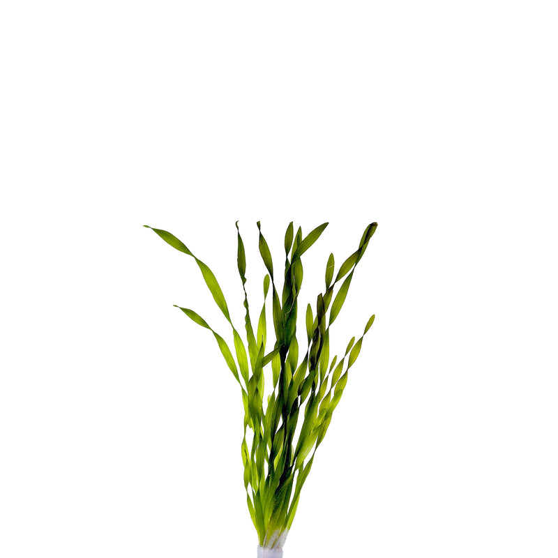 Vallisneria Asiatica In Pot (P5) (Vallisneria asiatica in pot (p5))