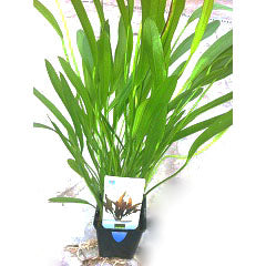 Echinodorus Horemani Groen In Pot (P9) (Echinodorus horemani groen in pot (p9))