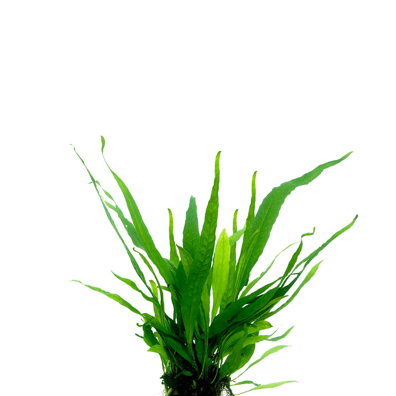Microsorum Pteropus In Pot (P9) (Microsorum pteropus in pot (p9))