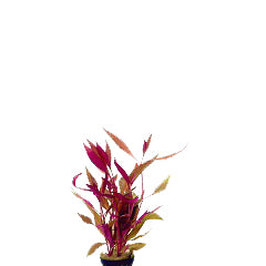 Alternanthera Rosaefolia In Terracotta (Alternanthera rosaefolia in terracotta)
