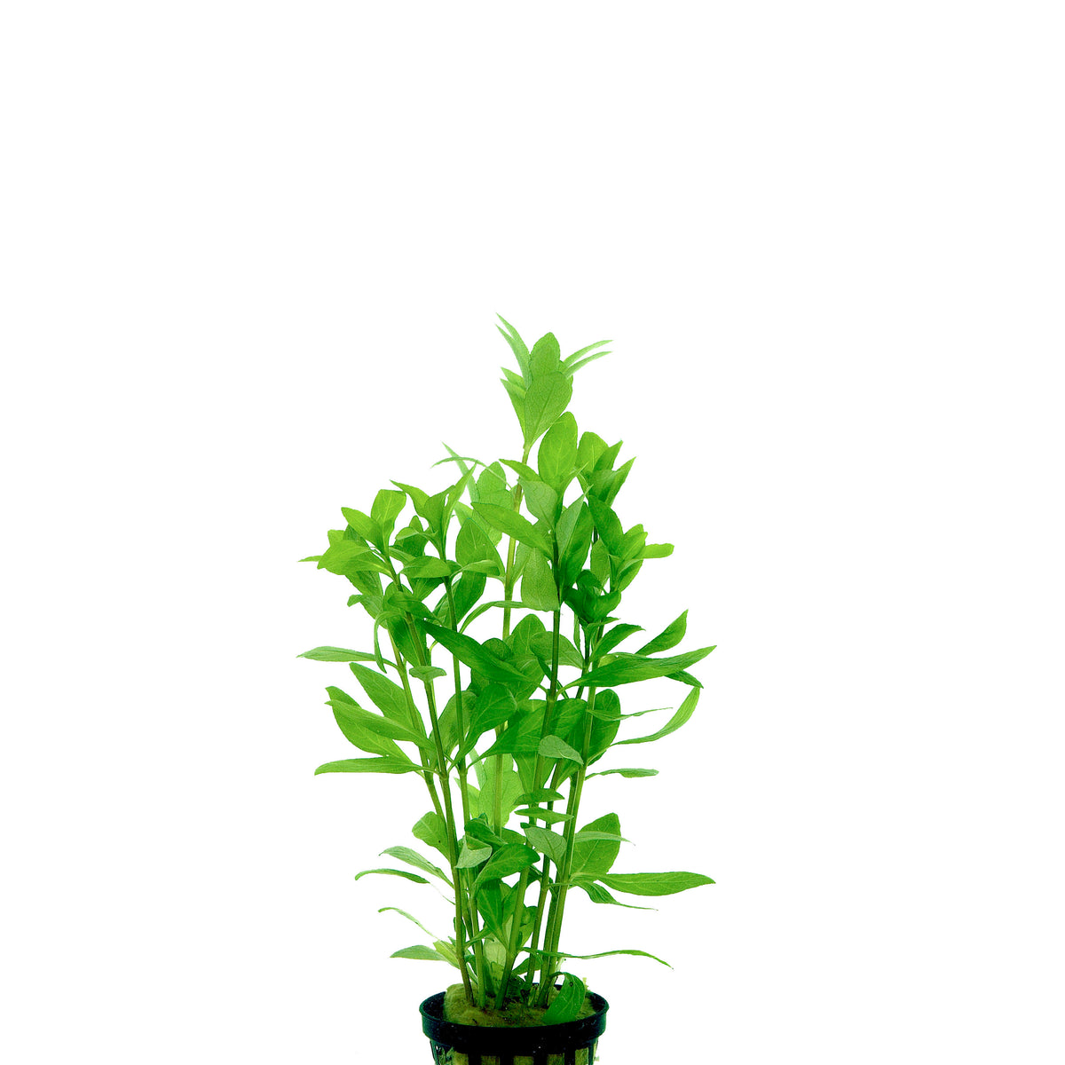 Hygrophila Polysperma In Terracotta (Hygrophila polysperma in terracotta)